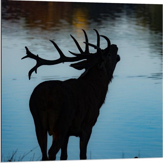 Dibond - Silhouet van Hert aan het Water - 80x80cm Foto op Aluminium (Wanddecoratie van metaal)