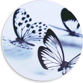Forex Wandcirkel - Doorzichtige Vlinders - 30x30cm Foto op Wandcirkel (met ophangsysteem)