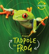 LifeCycles - Lifecycles: Tadpole to Frog