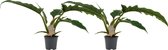 (set van 2) Decorum Duo Philodendron - Kamerplant - Narrow Escape Feel Green