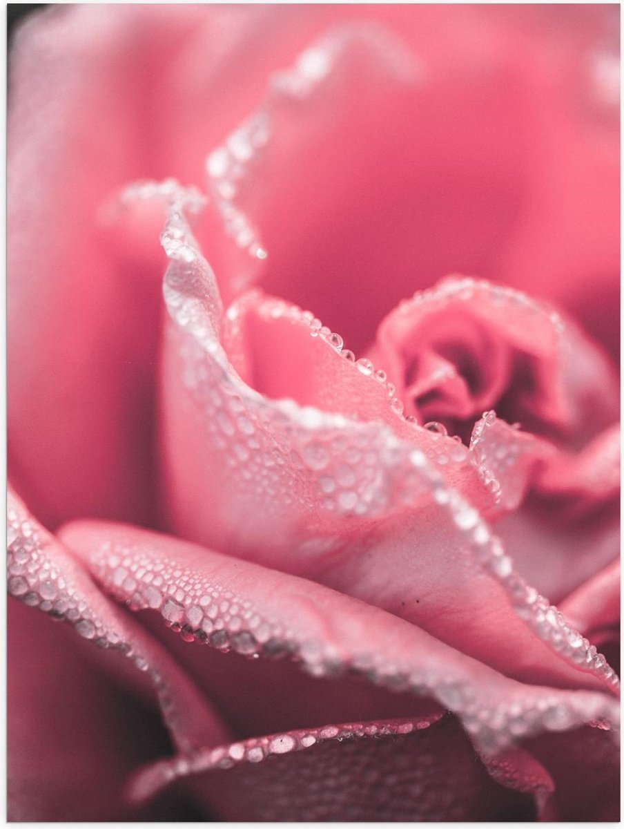 Poster – Roze Roos - 30x40cm Foto op Posterpapier