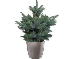 Picea Super Blue in ELHO Brussels Diamond Oyster Pearl - Hoogte 50cm Potmaat 30 - Bektas Plants