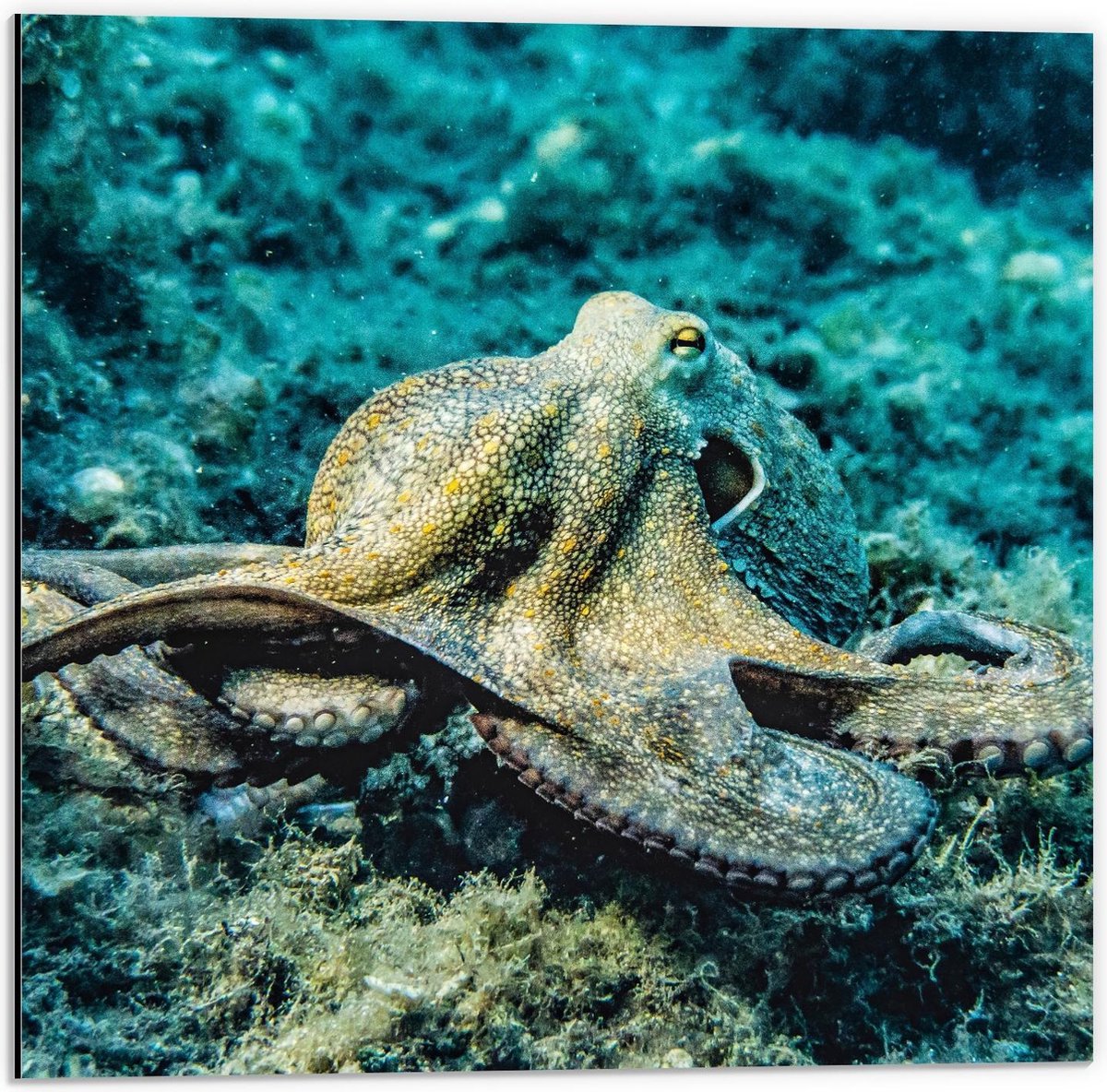 Dibond - Grote Octopus op de Zee Bodem - 50x50cm Foto op Aluminium (Wanddecoratie van metaal)