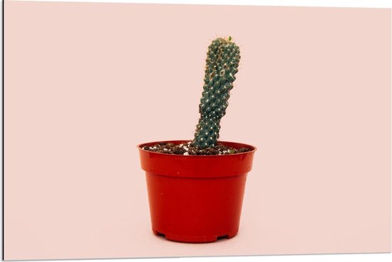 Dibond - Cactus in Rood Potje op Roze Achtergrond - 90x60cm Foto op Aluminium (Wanddecoratie van metaal)