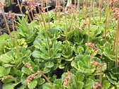 6 x Saxifraga urbium 'Variegata' - Steenbreek - P9 Pot (9 x 9cm) - Dima Vaste Planten