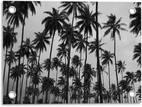 Tuinposter – Palmbomen in de Hoogte Zwart - Wit - 40x30cm Foto op Tuinposter  (wanddecoratie voor buiten en binnen)