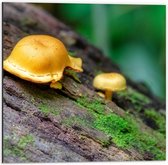 Dibond - Twee Paddenstoelen op Boomstam - 50x50cm Foto op Aluminium (Met Ophangsysteem)