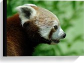 Canvas  - Rode Panda - 40x30cm Foto op Canvas Schilderij (Wanddecoratie op Canvas)