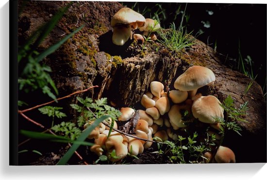 Canvas  - Mexicaanse Paddenstoelen - 60x40cm Foto op Canvas Schilderij (Wanddecoratie op Canvas)