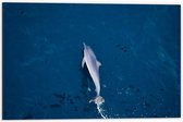 Dibond - Dolfijn in de Blauwe Zee - 60x40cm Foto op Aluminium (Wanddecoratie van metaal)