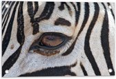 Tuinposter – Oog van Zebra - 60x40cm Foto op Tuinposter  (wanddecoratie voor buiten en binnen)