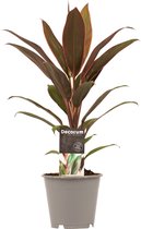 Cordyline Rumba