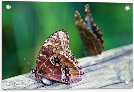 Tuinposter – Twee Vlinders op een Houten Stam - 60x40cm Foto op Tuinposter  (wanddecoratie voor buiten en binnen)