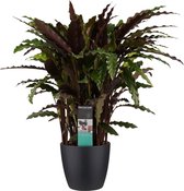 Kamerplant van Botanicly – Marantaceae incl. sierpot zwart als set – Hoogte: 50 cm – Calathea Elgergrass