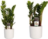 Kamerplanten van Botanicly – 2 × Zamio Zenzi, Zamio Culcas incl. witte cilindrische sierpot als set – Hoogte: 40 cm