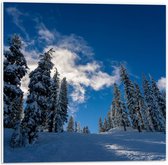 Forex - Blauwe Lucht met Besneeuwde Bomen - 50x50cm Foto op Forex