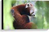 Canvas  - Rode Panda in een Boom - 60x40cm Foto op Canvas Schilderij (Wanddecoratie op Canvas)
