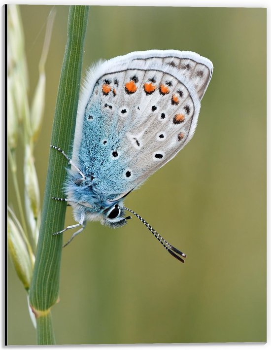 Foto: Dibond blauwkleurige vlinder op groene plant 30x40cm foto op aluminium wanddecoratie van metaal 