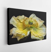 Floral fine art still life detailed bright color macro flower portrait of a single isolated yellow satin/silk poppy blossom,black background, detailed texture,seen from the front -