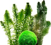 VDVELDE Losse Zuurstofplanten Pakket - voor 1500 liter water - 16 Winterharde Vijverplanten - Natuurlijke Algenbestrijding - Helder Vijver Water - Van der Velde Waterplanten