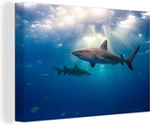 Nombre de requins nageant parmi les poissons 90x60 cm - Tirage photo sur toile (Décoration murale salon / chambre) / Peintures sur toile animaux sauvages