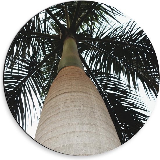 Dibond Wandcirkel - Palmboom vanaf de Stam Gefotografeerd  - 30x30cm Foto op Aluminium Wandcirkel (met ophangsysteem)