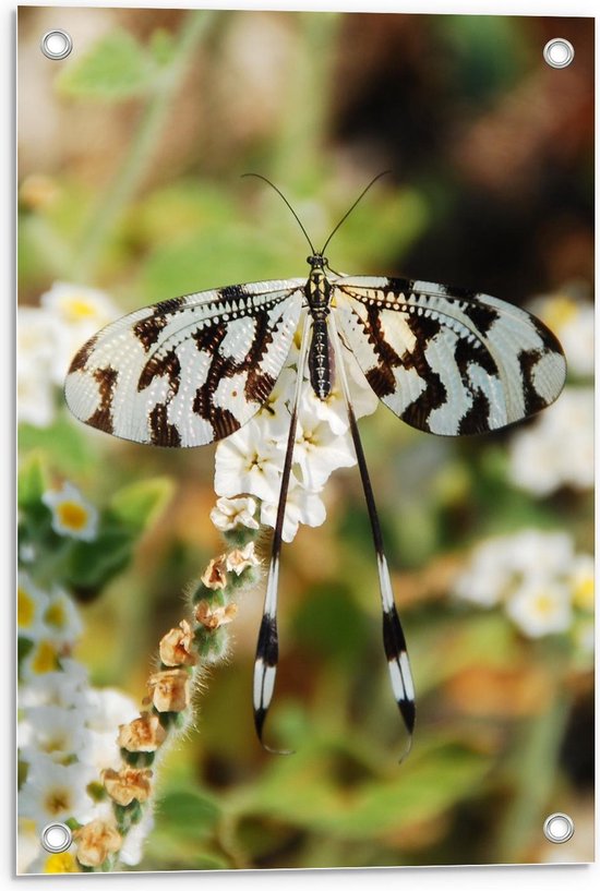 Tuinposter – Wit met Bruin Gevlekte Vlinder - 40x60cm Foto op Tuinposter  (wanddecoratie voor buiten en binnen)
