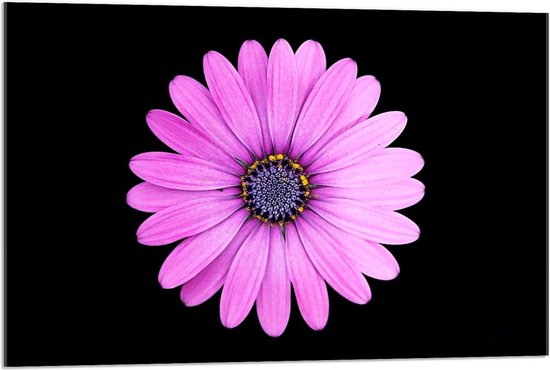 - Roze Gerbera Bloem met Zwarte Achtergrond 90x60cm Foto op Plexiglas... | bol.com