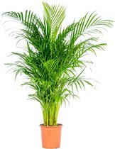 Dypsis | Arecapalm per stuk - Kamerplant in kwekerspot ⌀24 cm - ↕130-140 cm