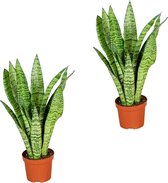 Sansevieria 'Zeylanica' per 2 stuks | Kamerplant in kwekerspot ⌀9 cm - ↕20-30 cm