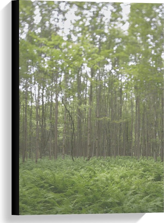 Toile - Forêt avec des rangées d' Arbres verts - 40x60cm Photo sur Toile Peinture (Décoration murale sur Toile)
