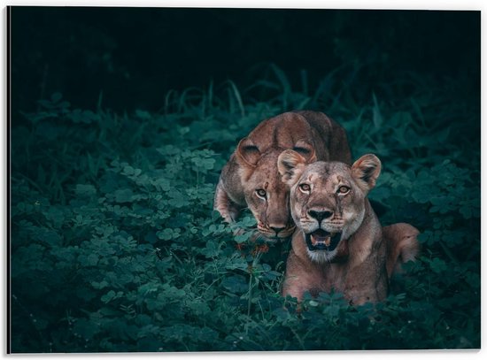 Dibond - Vrouwtjes leeuwen op Jacht - 40x30cm Foto op Aluminium (Wanddecoratie van metaal)
