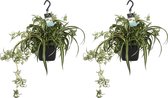 Kamerplanten van Botanicly – 2 × Graslelie – Hoogte: 40 cm – Chlorophytum comosum Bonnie