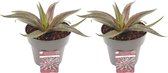 Cactussen van Botanicly – 2 × Mangave Redwing – Hoogte: 15 cm