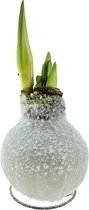 Kamerplant van Botanicly – Amaryllis in witte wax als set – Hoogte: 20 cm – Amaryllis