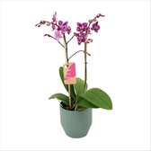 Orchidee van Botanicly – Vlinder orchidee in groen keramiek pot 'Eline' als set – Hoogte: 50 cm, 2 takken – Phalaenopsis Multiflora Tessa