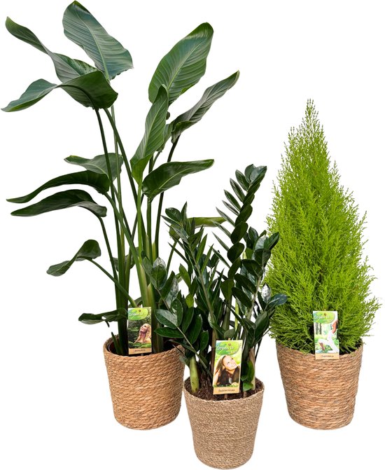 Strelitzia Nicolai Ø21 & Zamioculcas Zamiifolia (ZZ Plant) Ø17 & Cupressus Ø21 with Natural Basket, 80-120cm hoogte, siermand, air purifying, kamerplanten, Inclusief mand, easy to care for, echte planten, geweldig cadeau-idee, great gift idea