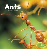 Little Critters - Ants