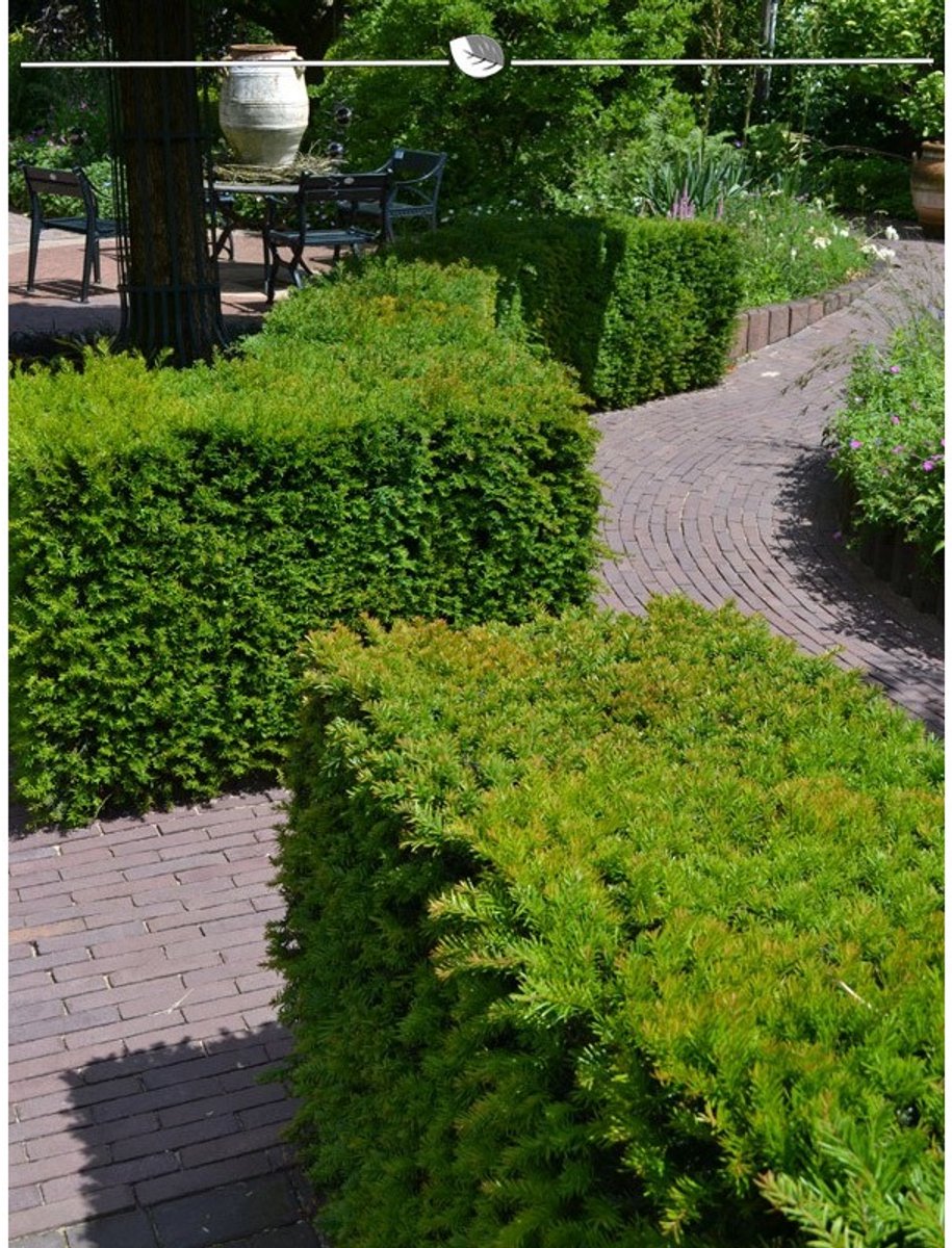 Venijnboom Taxus media Hillii 50-60 cm, 40x Haagplant
