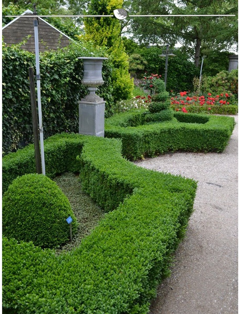 Buxus sempervirens 25-30 cm Blote wortel, 1000x Haagplant
