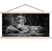 Affiche scolaire - Lions - Zwart - Animaux sauvages - 120x60 cm - Lattes vierges