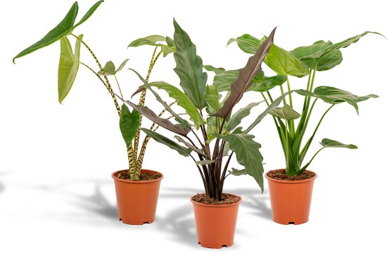 3 Alocasia plantenset (Zebrina + Cucullata + Lauterbachiana) Ø19cm - (75cm, 60cm ,75cm)