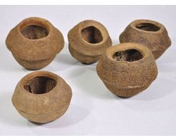 CeramicNature Sapucaia Pods XL 11-13 cm natuurlijke schuilplaats voor garnalen en kreeften 11-13 cm
