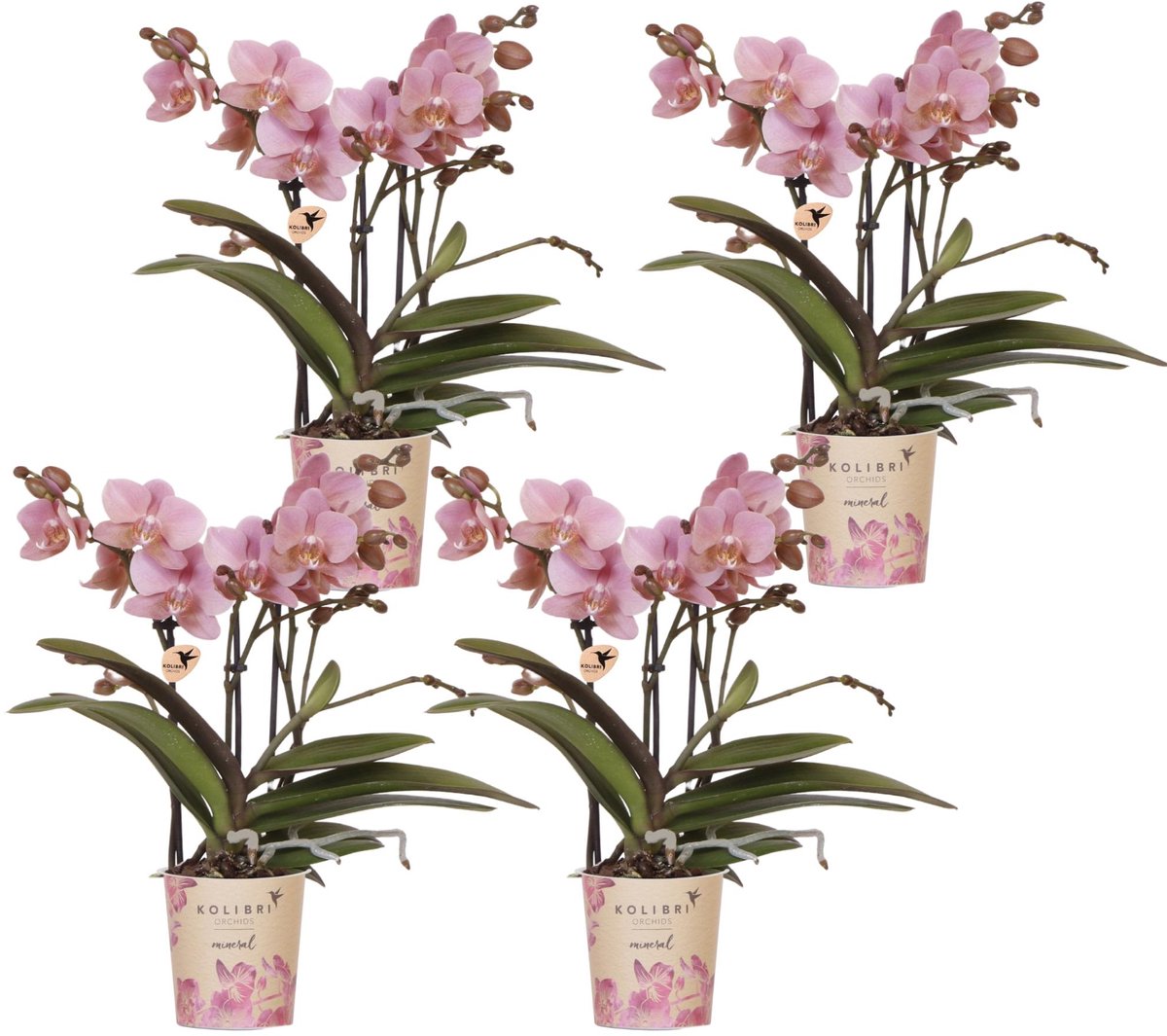 Kolibri Orchids | COMBI DEAL van 4 Phalaenopsis orchideeën - Treviso - potmaat Ø9cm | bloeiende kamerplant - vers van de kweker