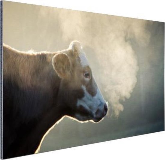 Vache au lever du soleil Aluminium 90x60 cm - Tirage photo sur aluminium (décoration murale en métal)