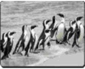 Pinguin groep Muismat