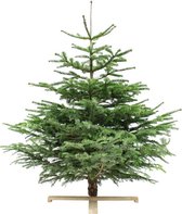 Echte kerstboom Nordmann spar 175-200 cm meter zonder kluit