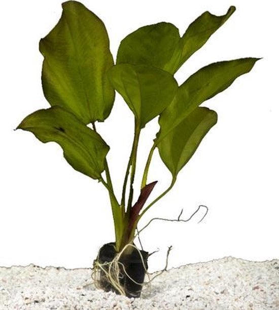 Aquariumplanten - Aqua center shop Aquariumplanten - Aqua center shop