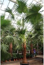Livistona chinensis - Chinese Schermpalm 665-675cm