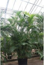 Dypsis lutescens - Areca Palm - Kamerpalm 515-525cm